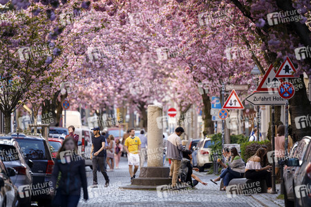 Kirschblüte in Bonn