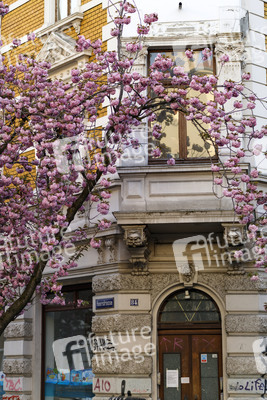 Kirschblüte in Bonn