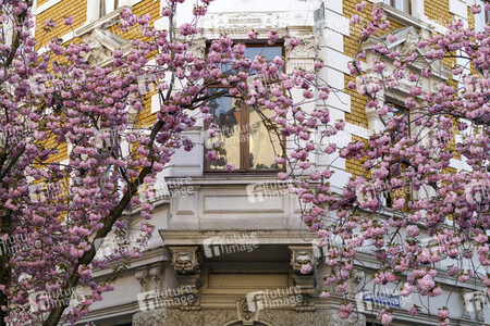 Kirschblüte in Bonn