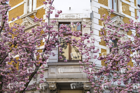 Kirschblüte in Bonn
