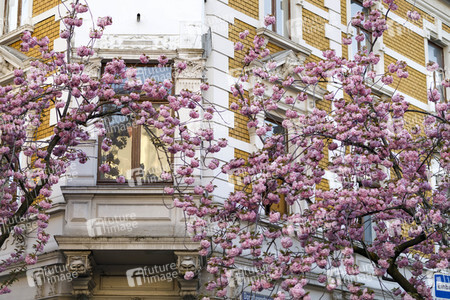 Kirschblüte in Bonn
