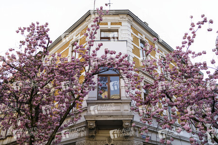 Kirschblüte in Bonn