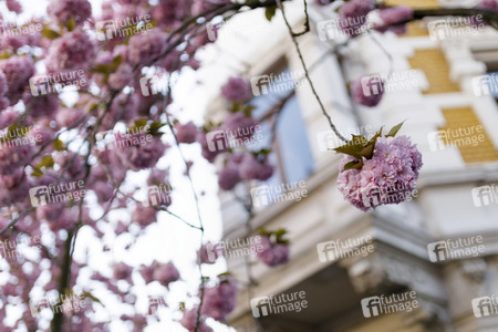 Kirschblüte in Bonn
