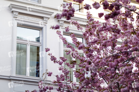 Kirschblüte in Bonn