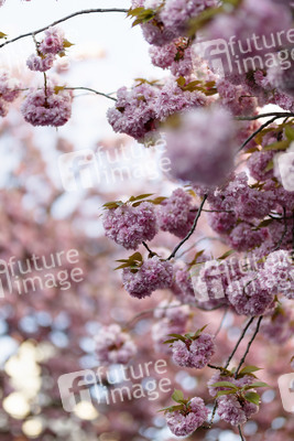 Kirschblüte in Bonn