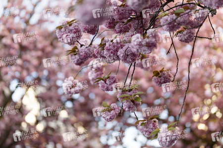 Kirschblüte in Bonn