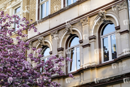 Kirschblüte in Bonn