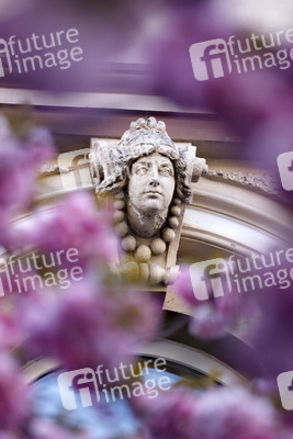 Kirschblüte in Bonn