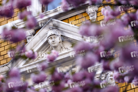 Kirschblüte in Bonn