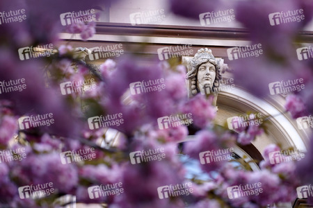 Kirschblüte in Bonn
