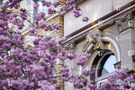 Kirschblüte in Bonn