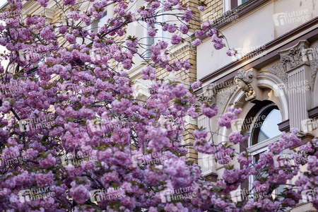 Kirschblüte in Bonn