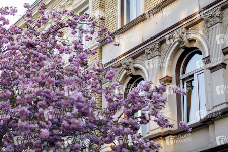 Kirschblüte in Bonn
