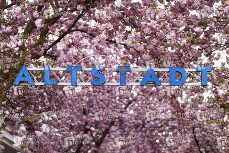 Kirschblüte in Bonn