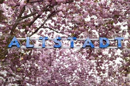 Kirschblüte in Bonn