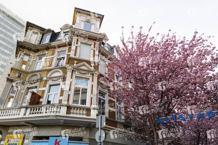 Kirschblüte in Bonn