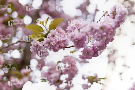 Kirschblüte in Bonn
