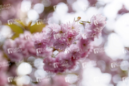 Kirschblüte in Bonn