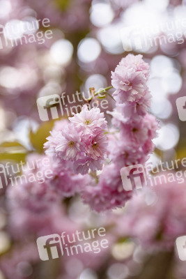 Kirschblüte in Bonn