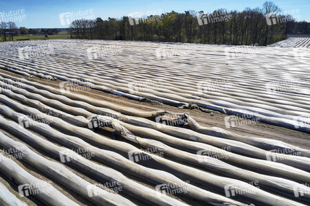 Spargelernte in Fuhrberg