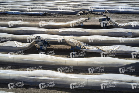 Spargelernte in Fuhrberg