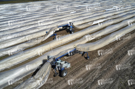 Spargelernte in Fuhrberg