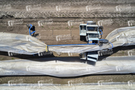 Spargelernte in Fuhrberg