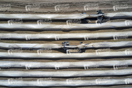 Spargelernte in Fuhrberg