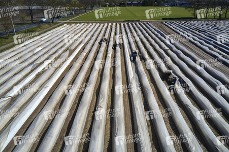 Spargelernte in Fuhrberg