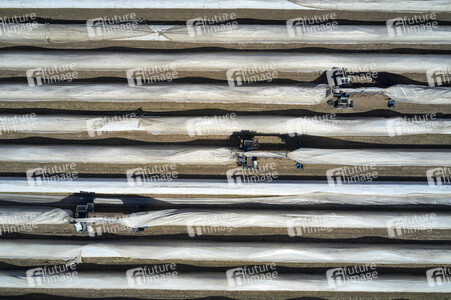 Spargelernte in Fuhrberg