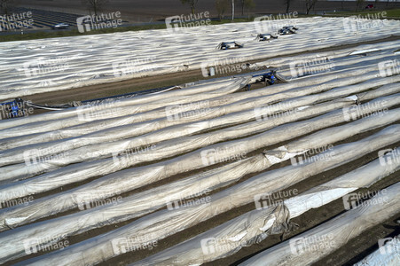 Spargelernte in Fuhrberg