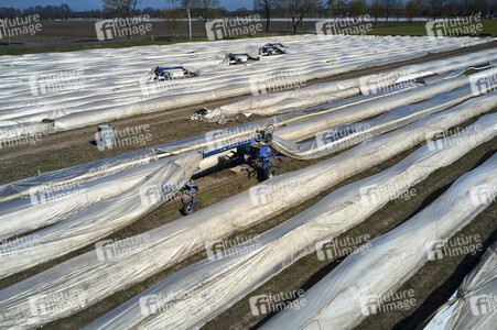 Spargelernte in Fuhrberg