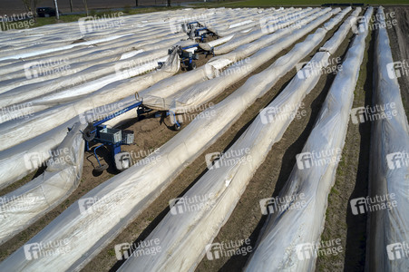 Spargelernte in Fuhrberg