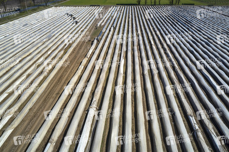 Spargelernte in Fuhrberg