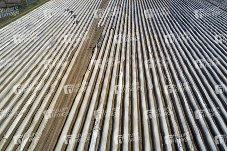 Spargelernte in Fuhrberg