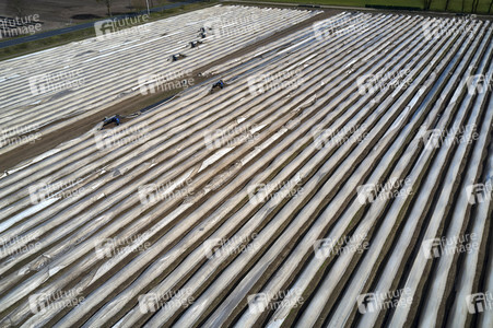 Spargelernte in Fuhrberg