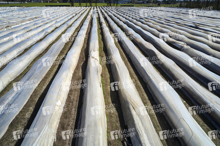 Spargelernte in Fuhrberg