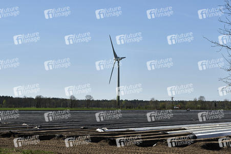 Spargelernte in Fuhrberg