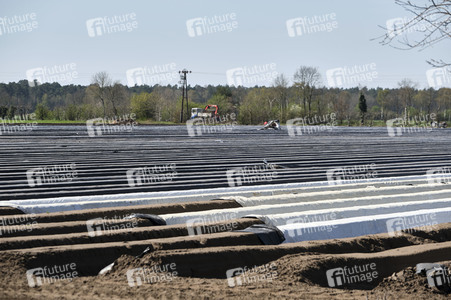 Spargelernte in Fuhrberg