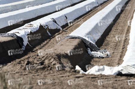 Spargelernte in Fuhrberg