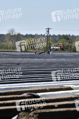 Spargelernte in Fuhrberg