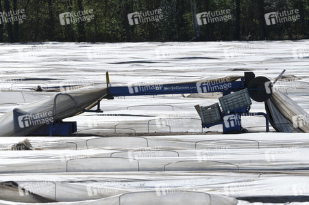 Spargelernte in Fuhrberg