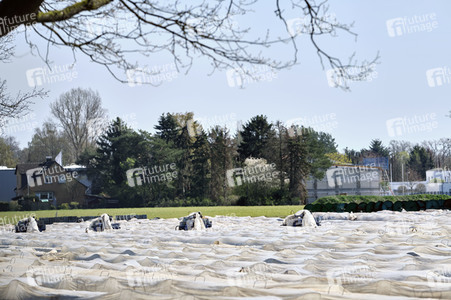 Spargelernte in Fuhrberg