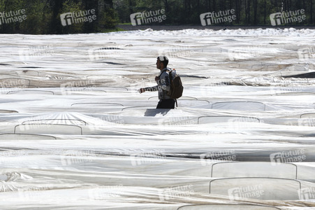 Spargelernte in Fuhrberg