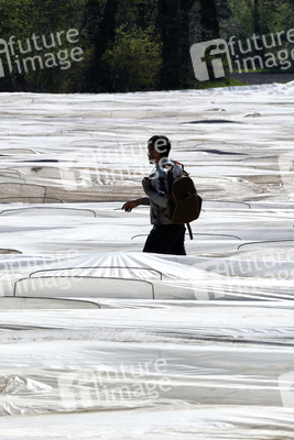 Spargelernte in Fuhrberg