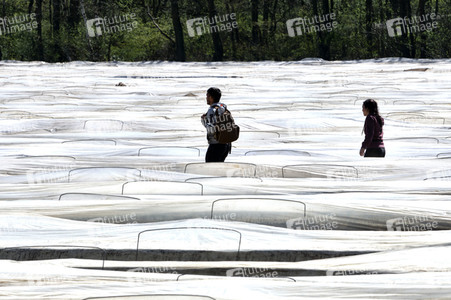Spargelernte in Fuhrberg