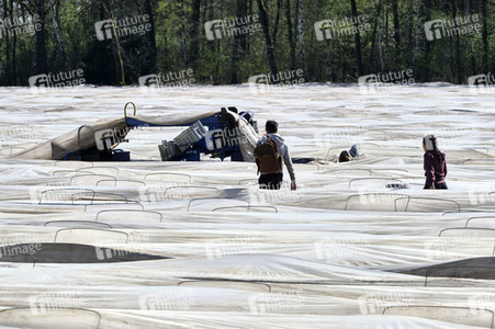 Spargelernte in Fuhrberg