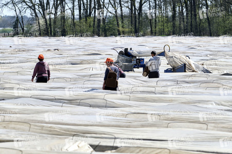 Spargelernte in Fuhrberg