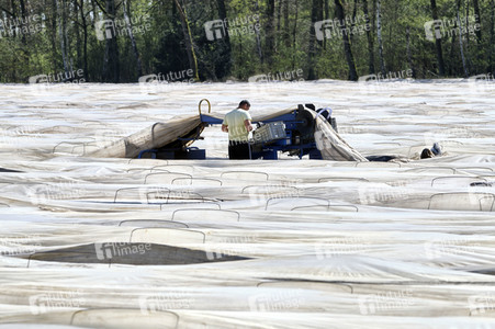 Spargelernte in Fuhrberg