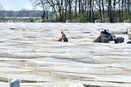 Spargelernte in Fuhrberg